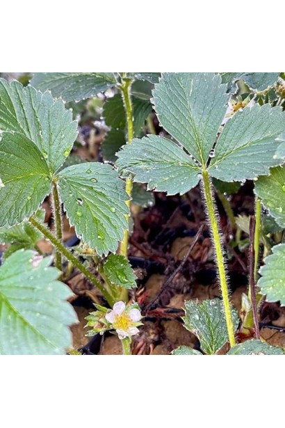 Кущі полуниці Darselect після дощу